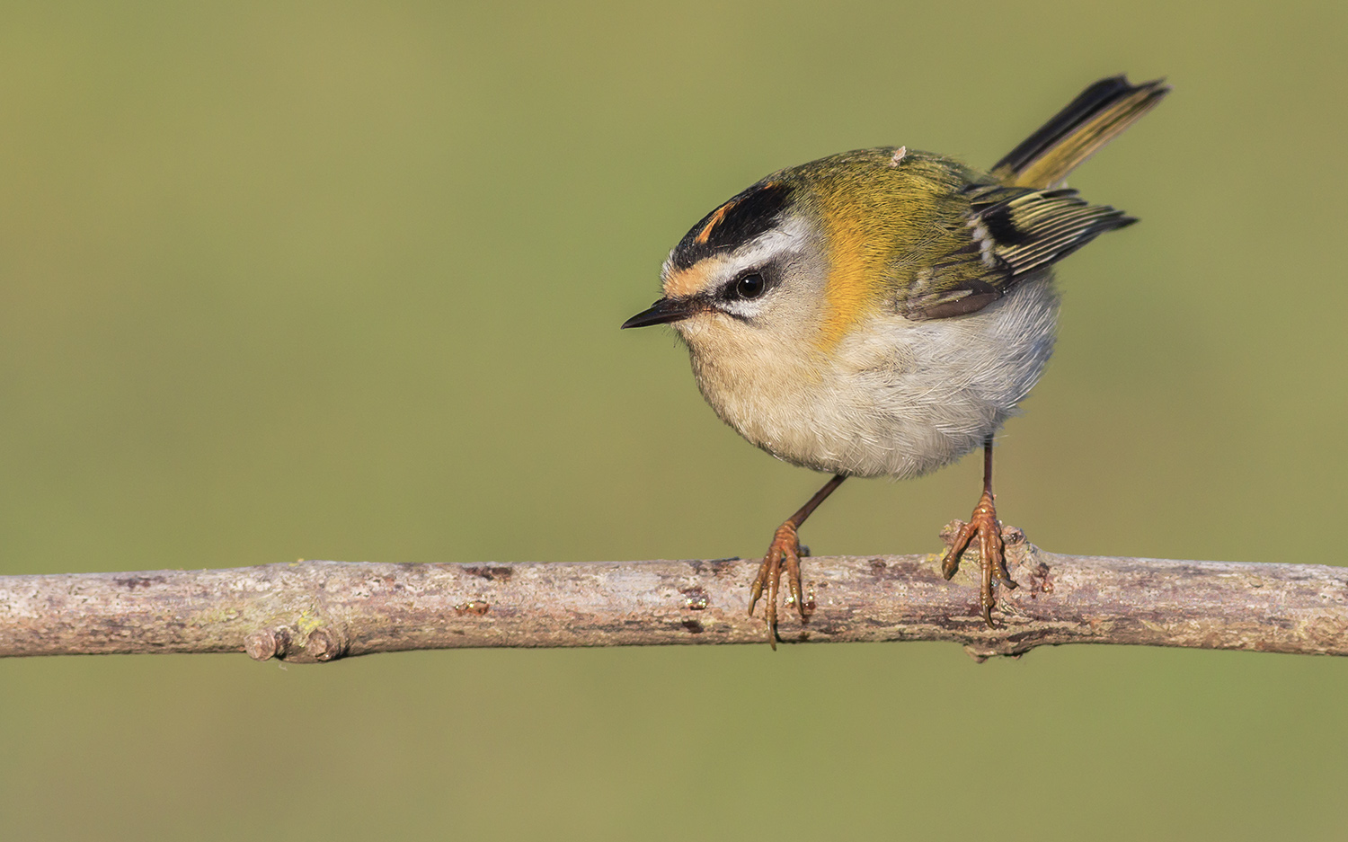 Sürmeli çalıkuşu » Common Firecrest » Regulus ignicapilla