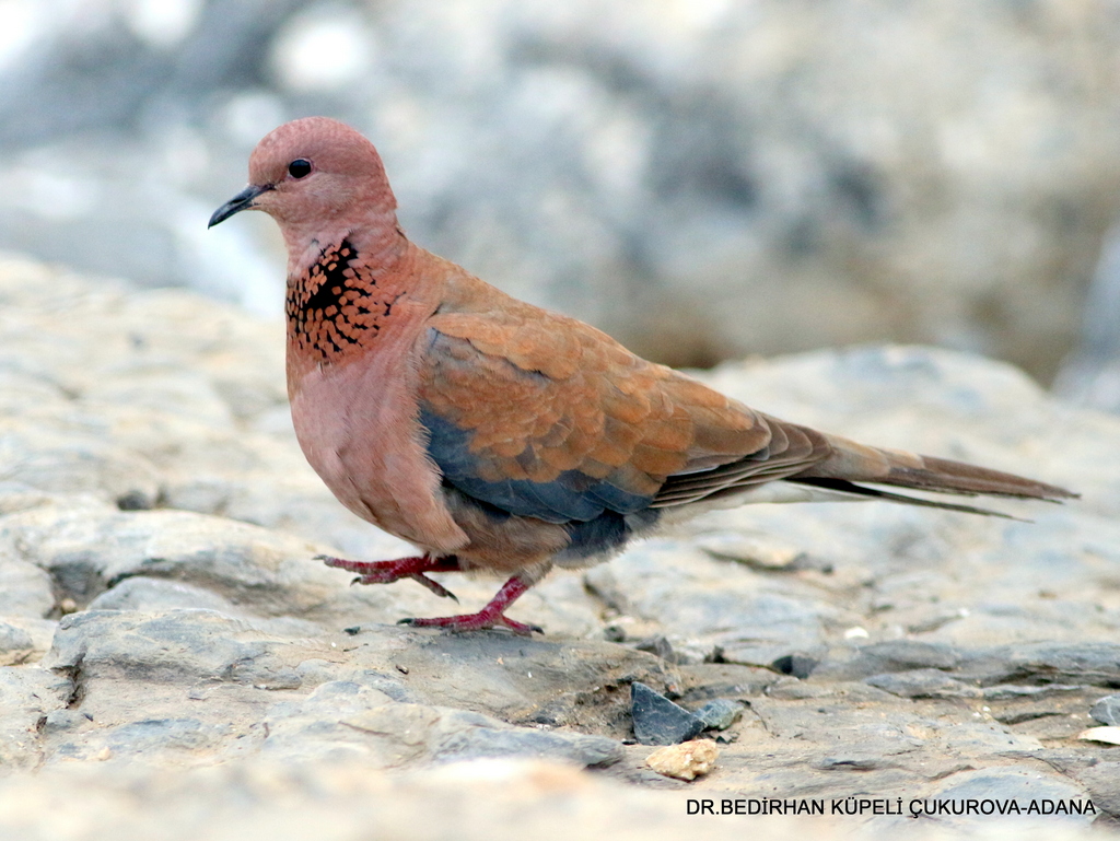 Küçük kumru » Laughing Dove » Spilopelia senegalensis