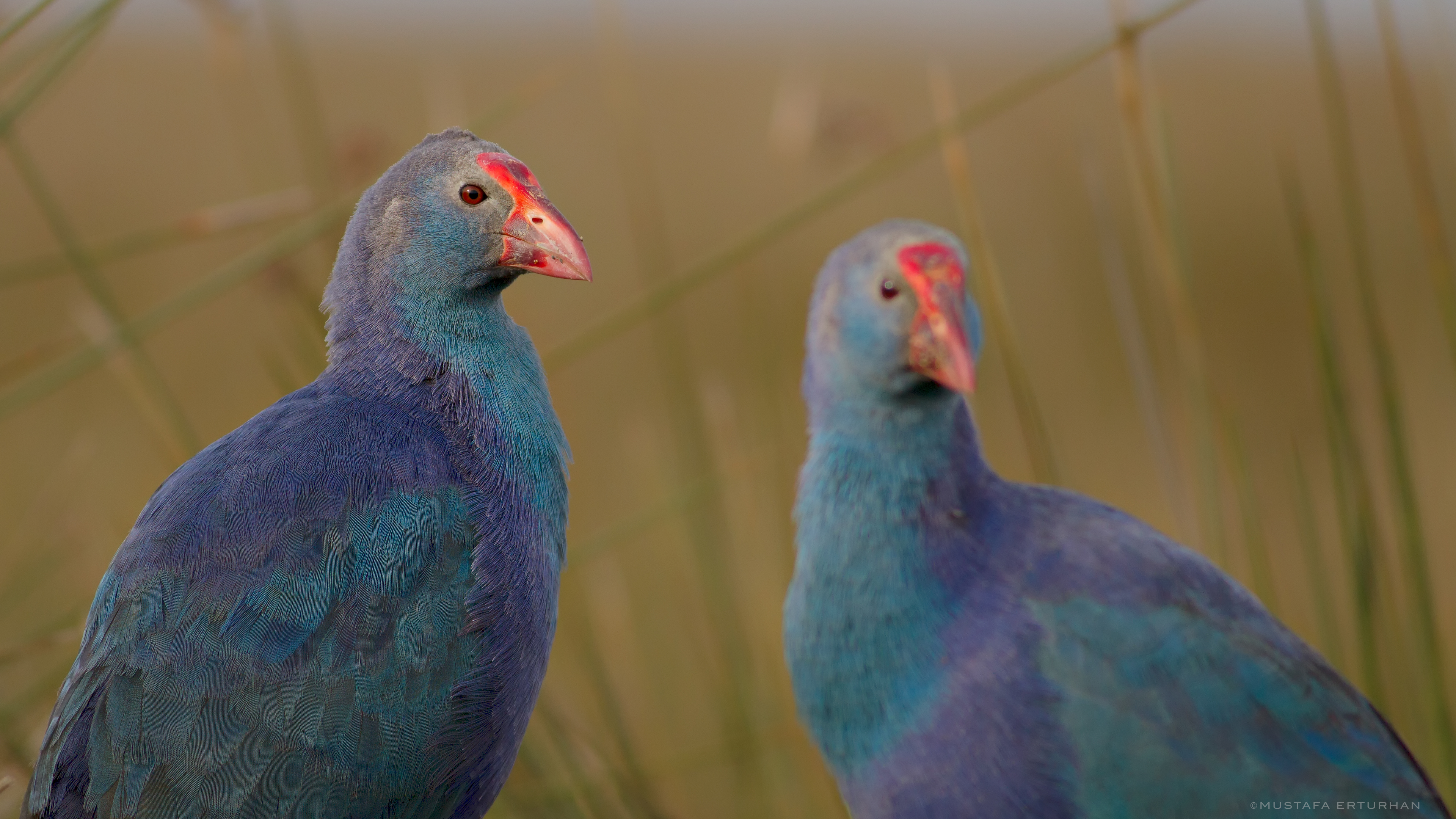 Sazhorozu » Grey-headed Swamphen » Porphyrio poliocephalus