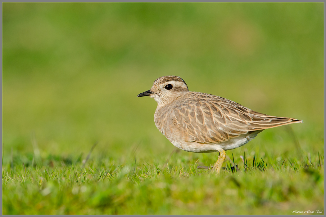 Dağ cılıbıtı » Eurasian Dotterel » Eudromias morinellus 