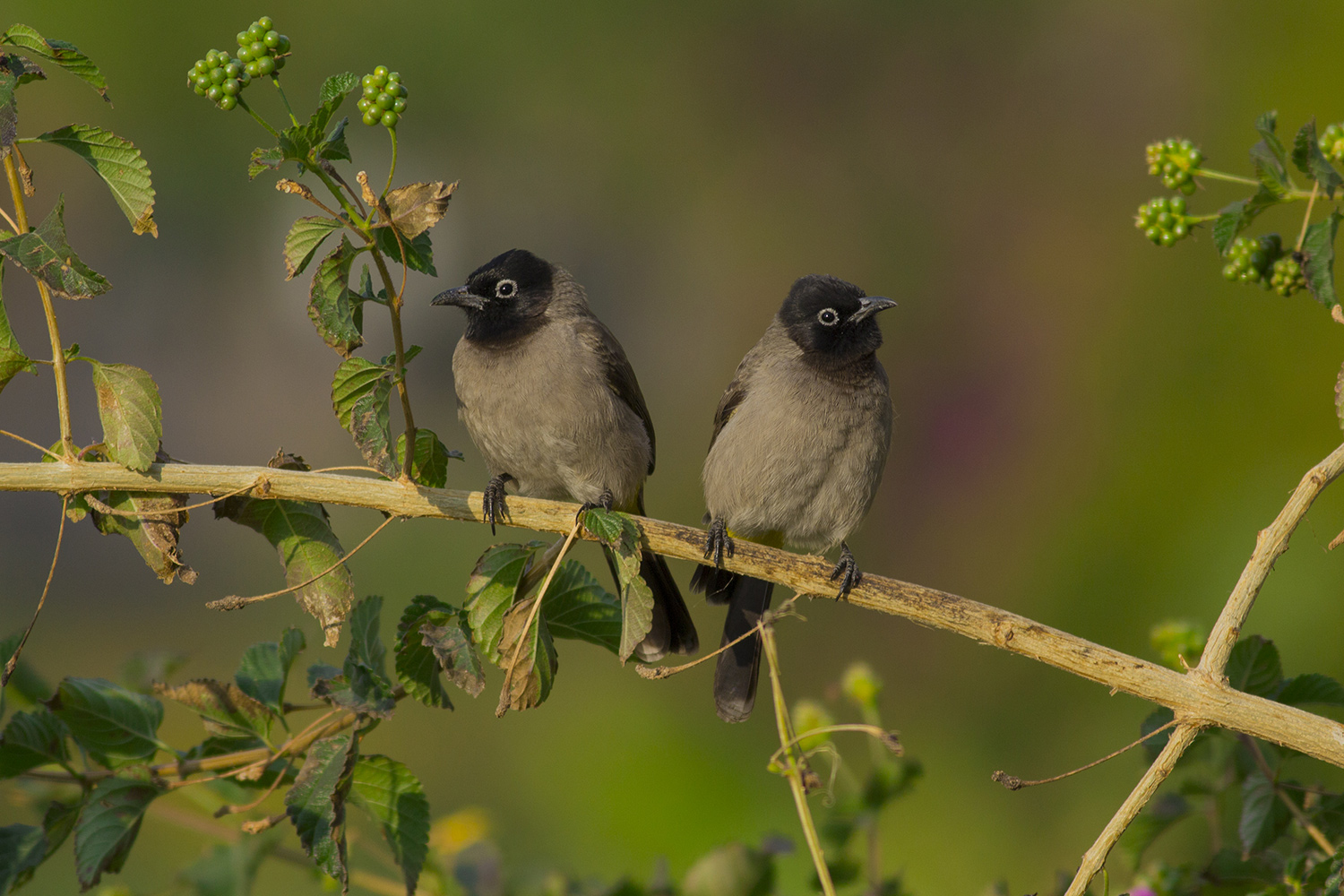 Arapbülbülü » White-spectacled Bulbul » Pycnonotus xanthopygos
