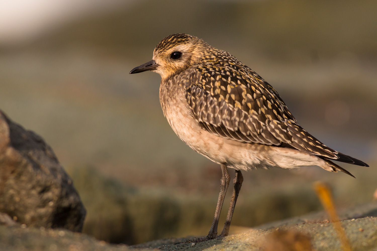Küçük altın yağmurcun » Pacific Golden Plover » Pluvialis fulva