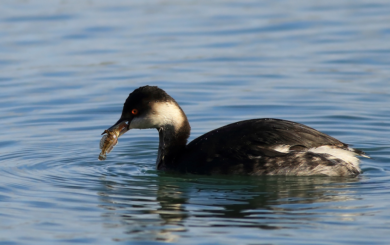 Karaboyunlu batağan » Black-necked Grebe » Podiceps nigricollis