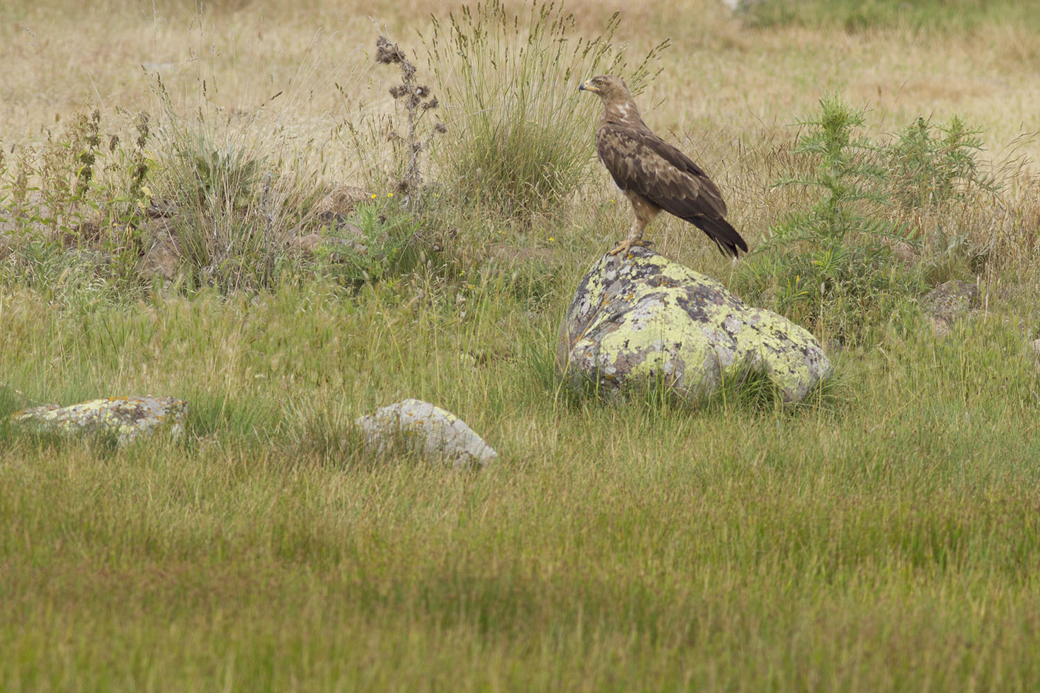 Küçük orman kartalı » Lesser Spotted Eagle » Clanga pomarina