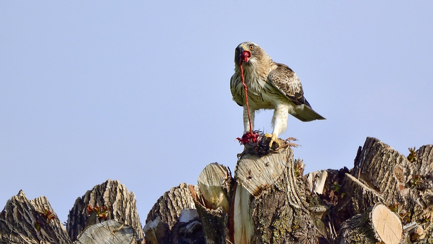 Küçük kartal » Booted Eagle » Hieraaetus pennatus