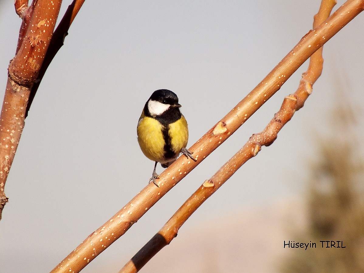 Büyük baştankara » Great Tit » Parus major