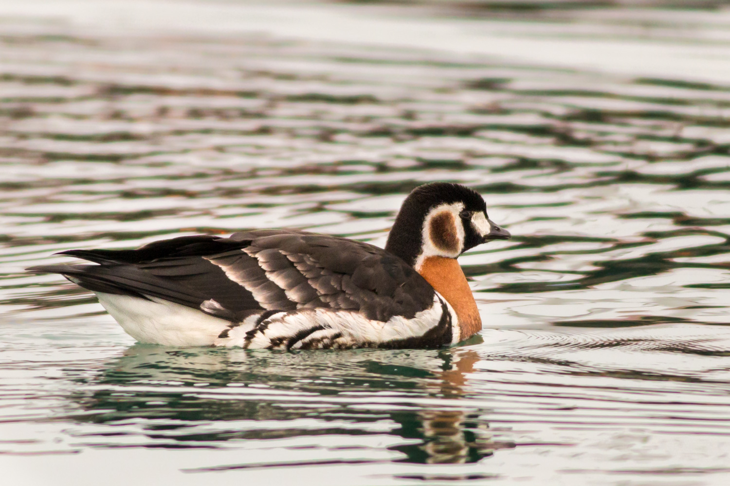 Sibirya kazı » Red-breasted Goose » Branta ruficollis
