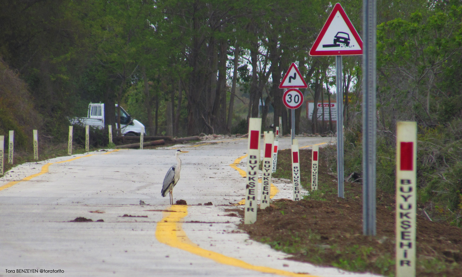 Gri balıkçıl » Grey Heron » Ardea cinerea