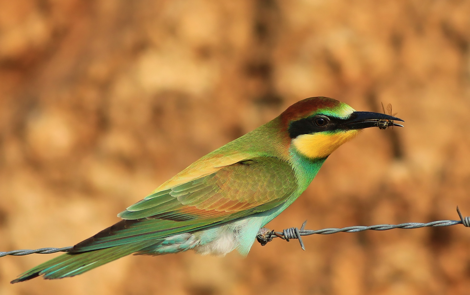 Arıkuşu » European Bee-eater » Merops apiaster