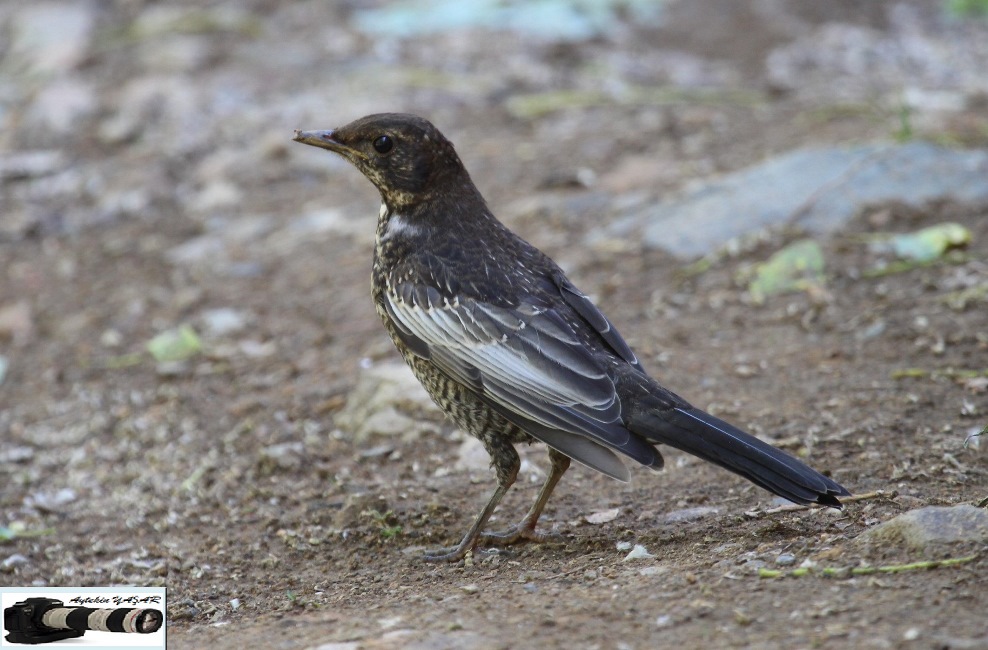 Boğmaklı ardıç » Ring Ouzel » Turdus torquatus
