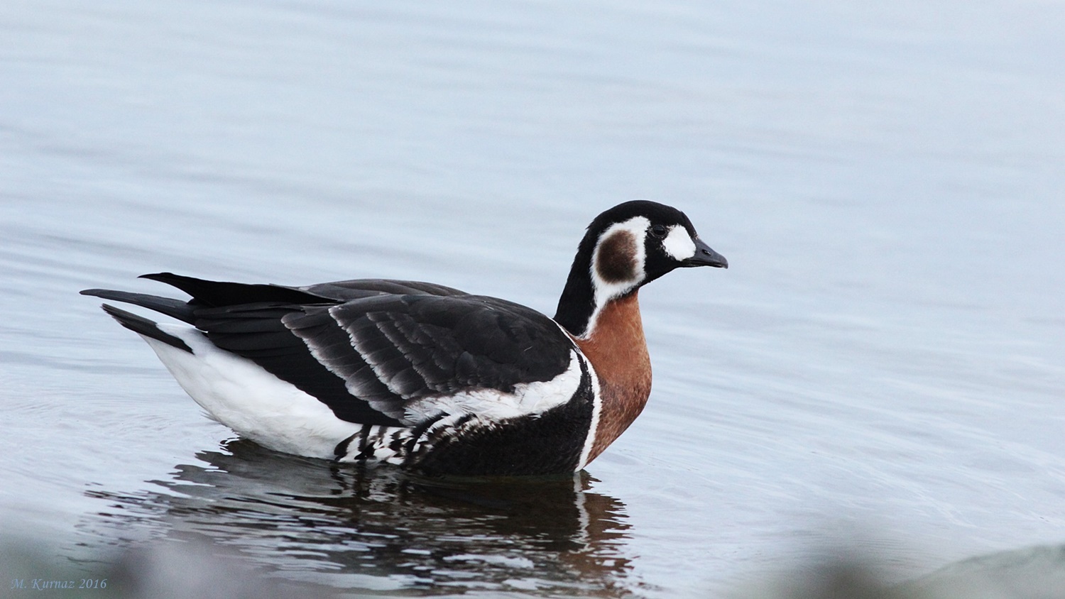 Sibirya kazı » Red-breasted Goose » Branta ruficollis