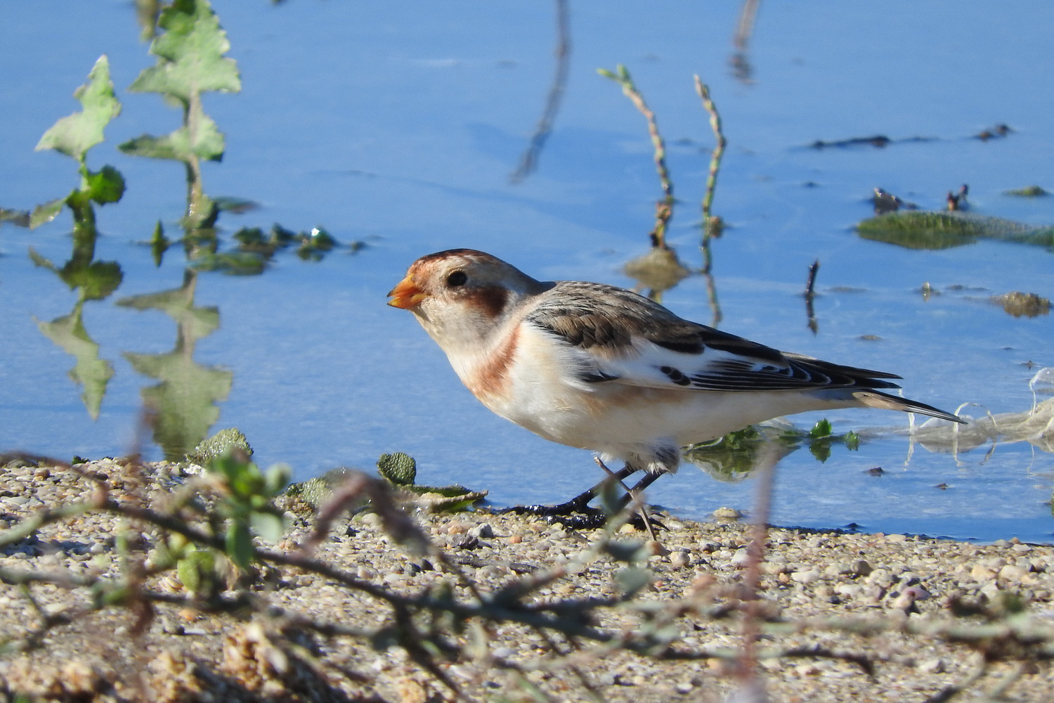 Alaca kirazkuşu » Snow Bunting » Plectrophenax nivalis