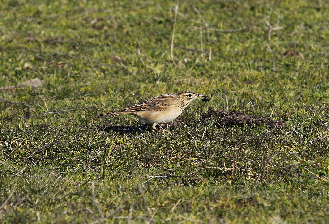 Mahmuzlu incirkuşu » Richard`s Pipit » Anthus richardi