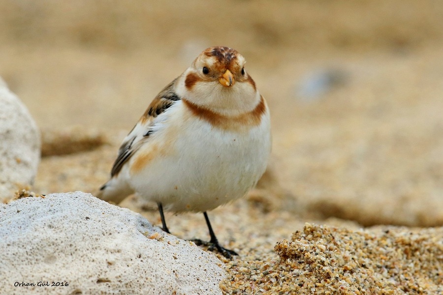 Alaca kirazkuşu » Snow Bunting » Plectrophenax nivalis