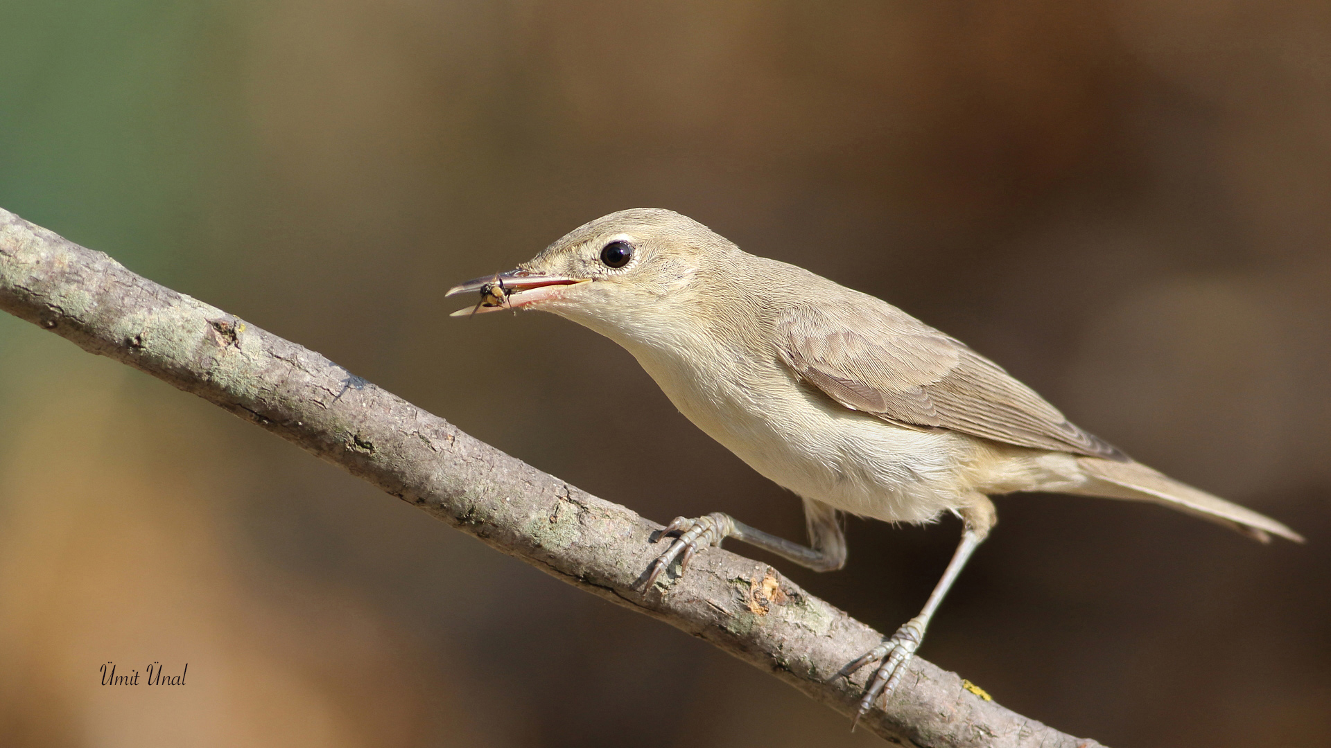 Ak mukallit » Eastern Olivaceous Warbler » Iduna pallida