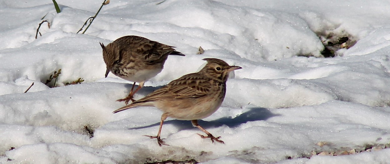 Tepeli toygar » Crested Lark » Galerida cristata