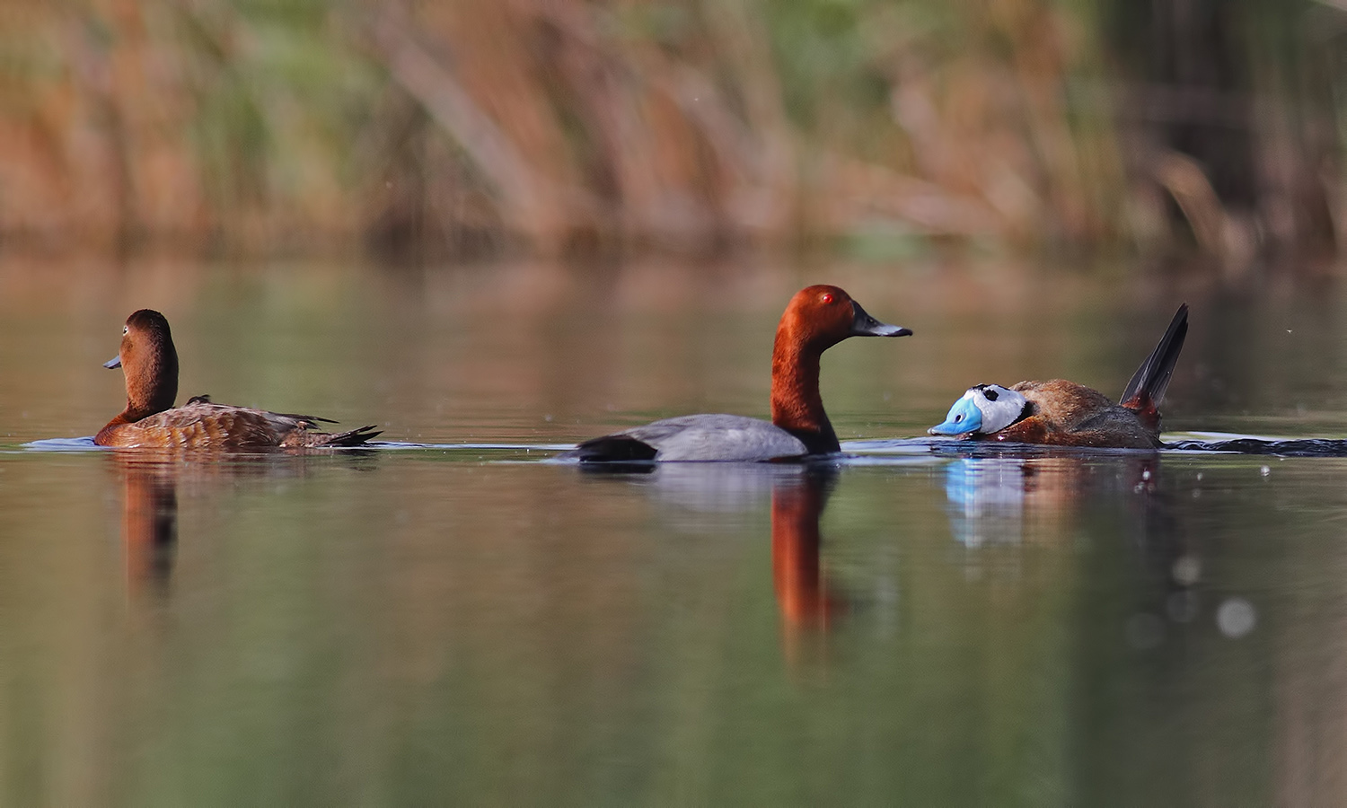 Dikkuyruk » White-headed Duck » Oxyura leucocephala