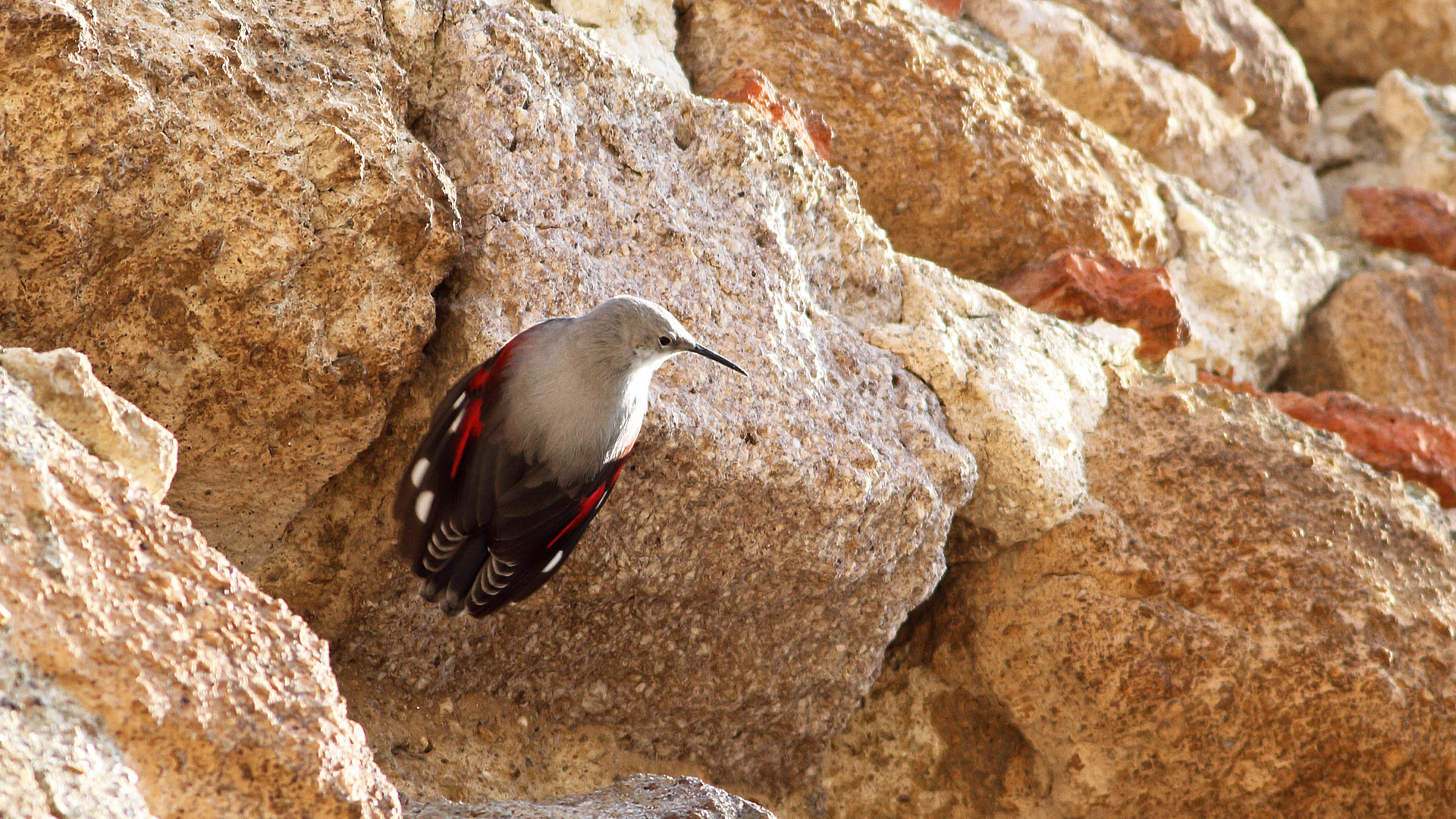 Duvar tırmaşıkkuşu » Wallcreeper » Tichodroma muraria