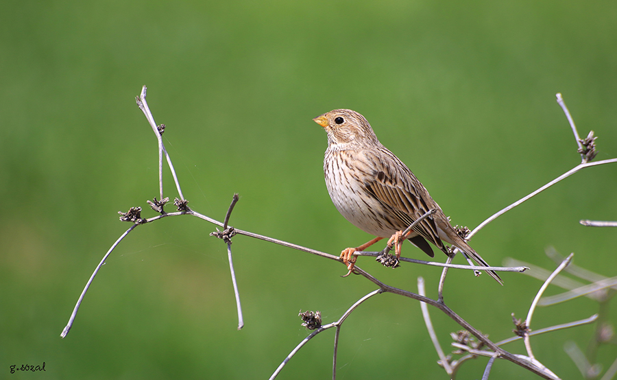 Tarla kirazkuşu » Corn Bunting » Emberiza calandra