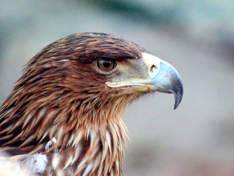 Kaya kartalı » Golden Eagle » Aquila chrysaetos