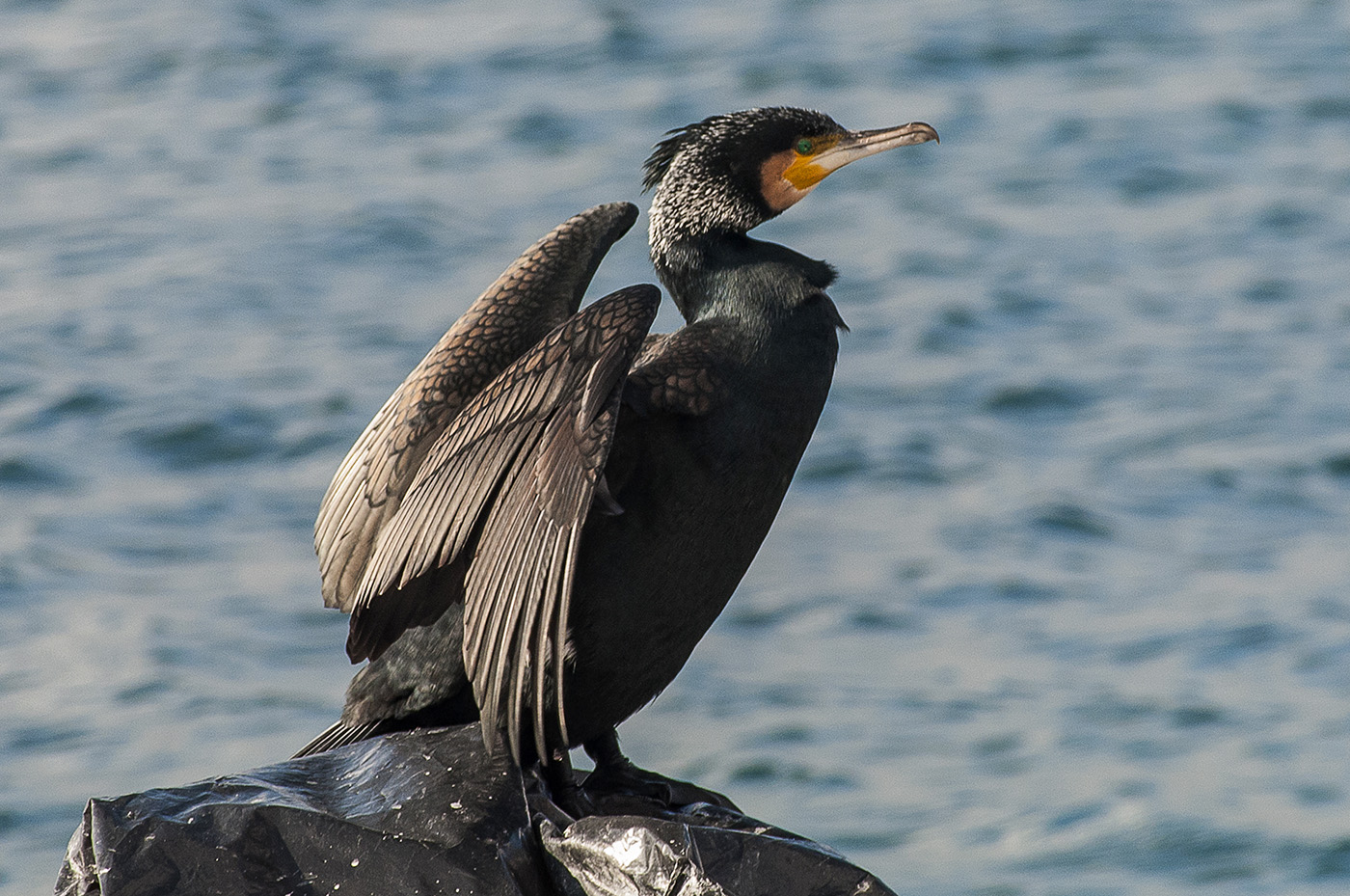 Karabatak » Great Cormorant » Phalacrocorax carbo