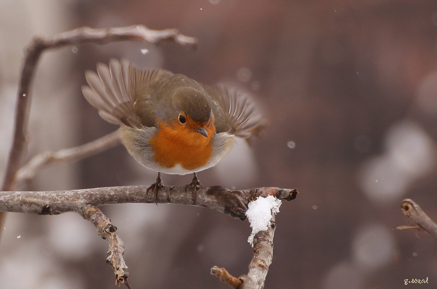 Kızılgerdan » European Robin » Erithacus rubecula