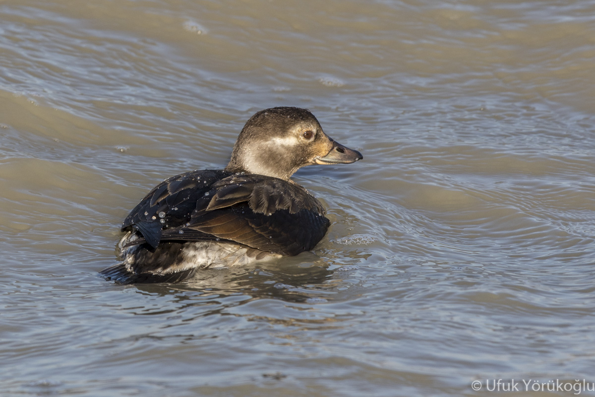 Telkuyruk » Long-tailed Duck » Clangula hyemalis