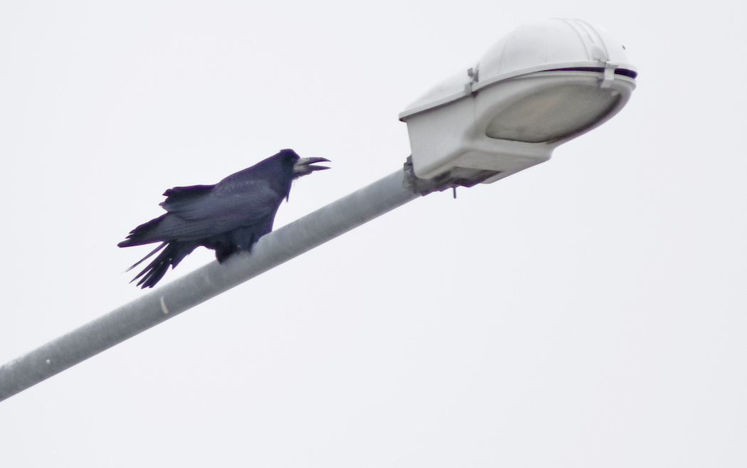 Ekin kargası » Rook » Corvus frugilegus
