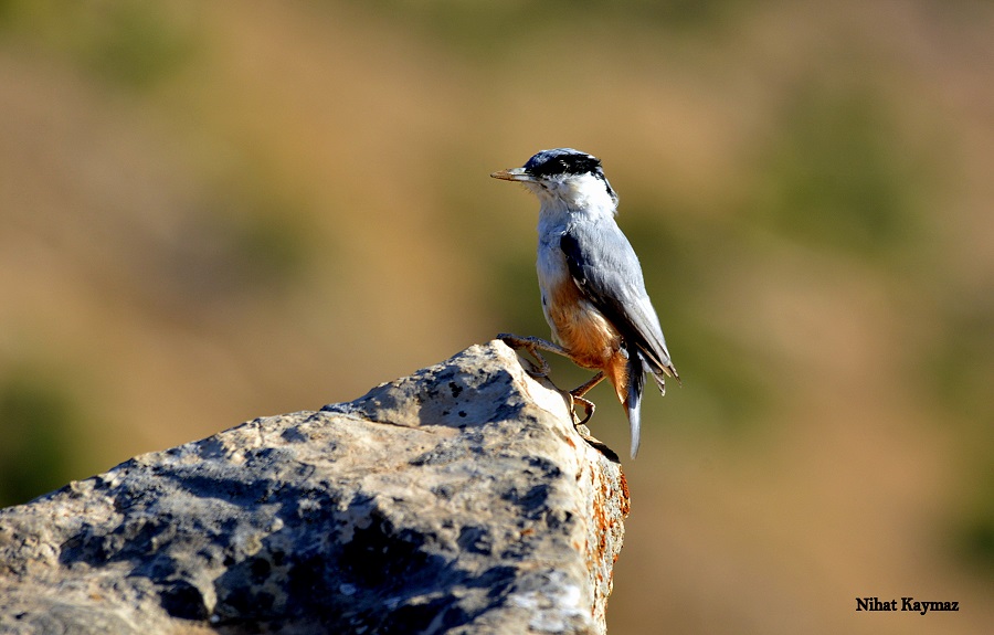 Kaya sıvacısı » Western Rock Nuthatch » Sitta neumayer