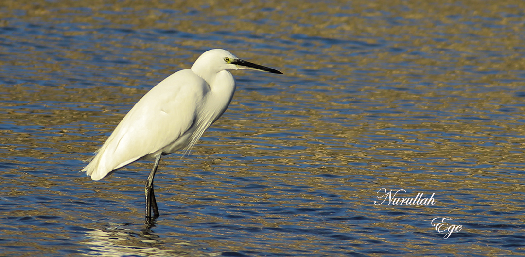 Küçük ak balıkçıl » Little Egret » Egretta garzetta