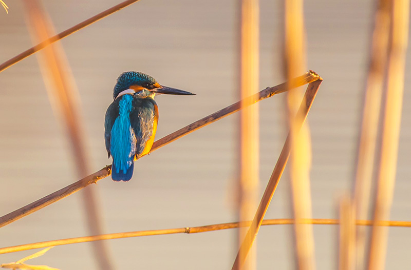 Yalıçapkını » Common Kingfisher » Alcedo atthis