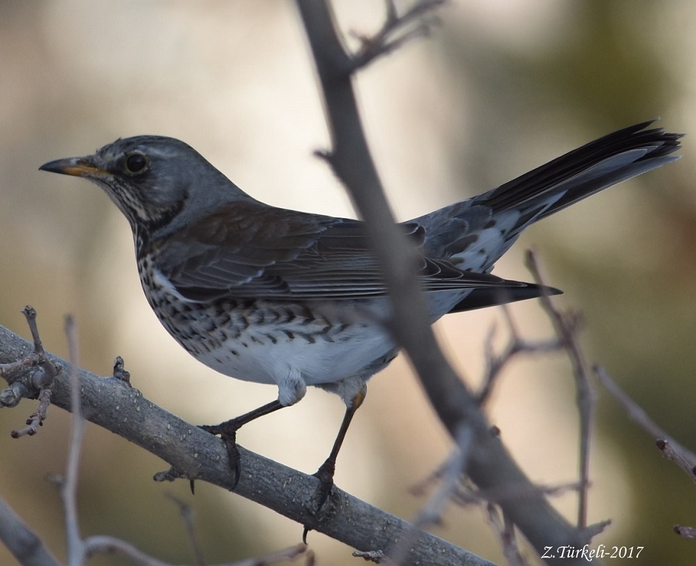 Tarla ardıcı » Fieldfare » Turdus pilaris