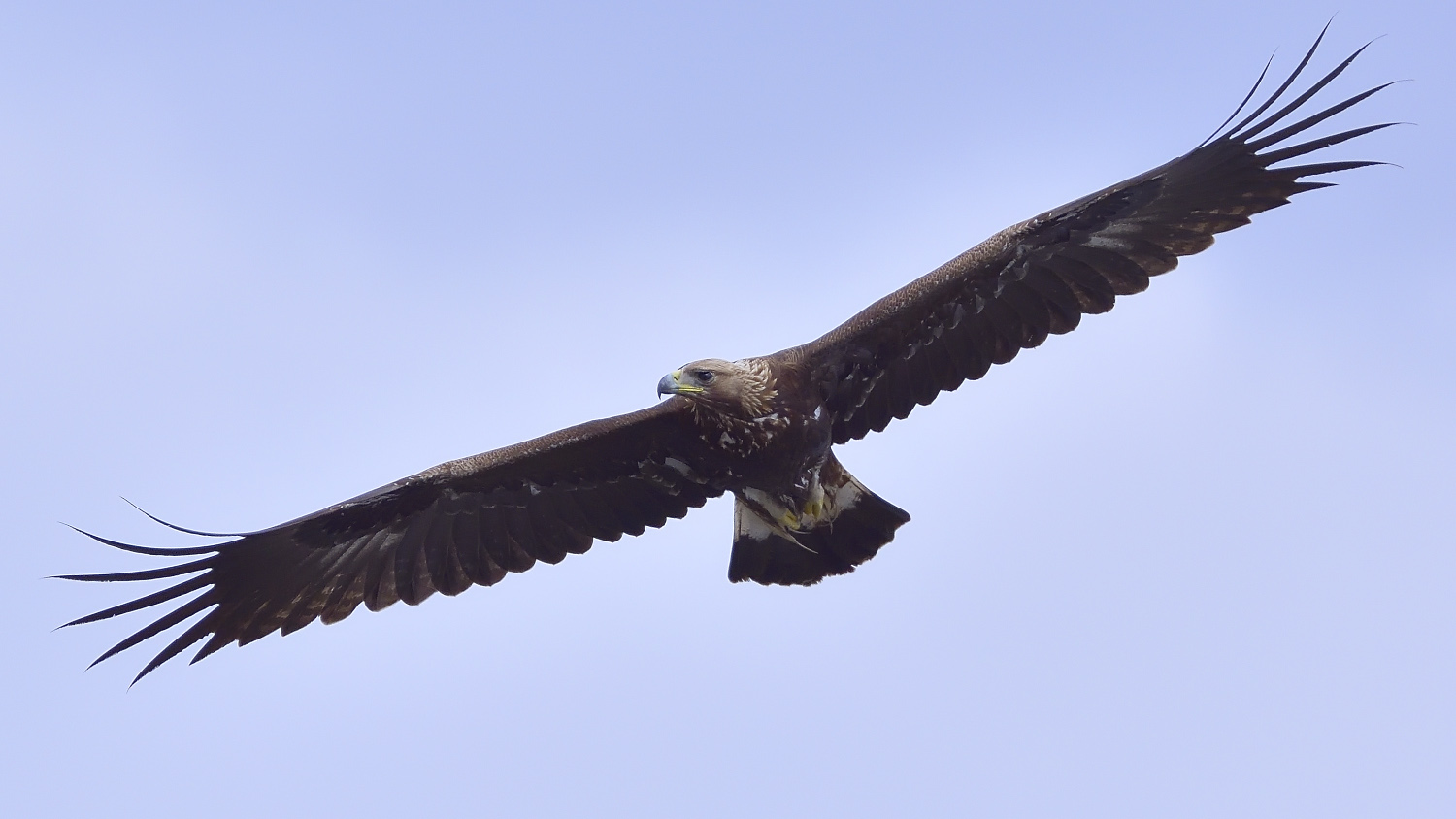 Kaya kartalı » Golden Eagle » Aquila chrysaetos