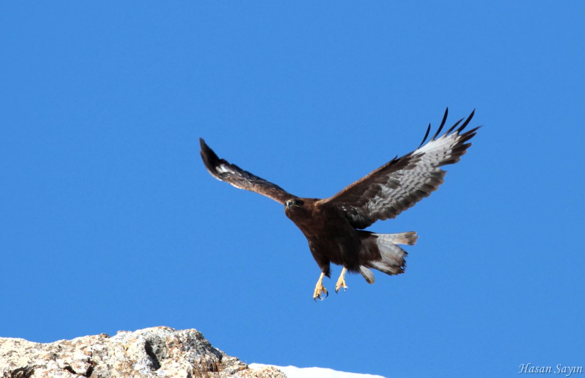 Kızıl şahin » Long-legged Buzzard » Buteo rufinus