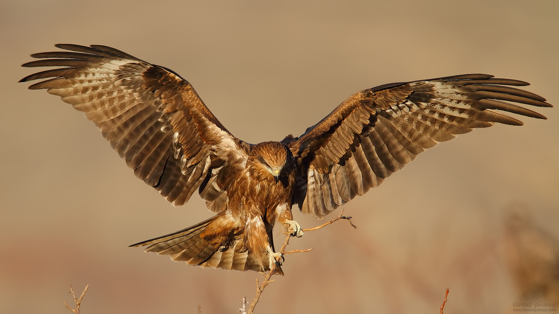 Kara çaylak » Black Kite » Milvus migrans