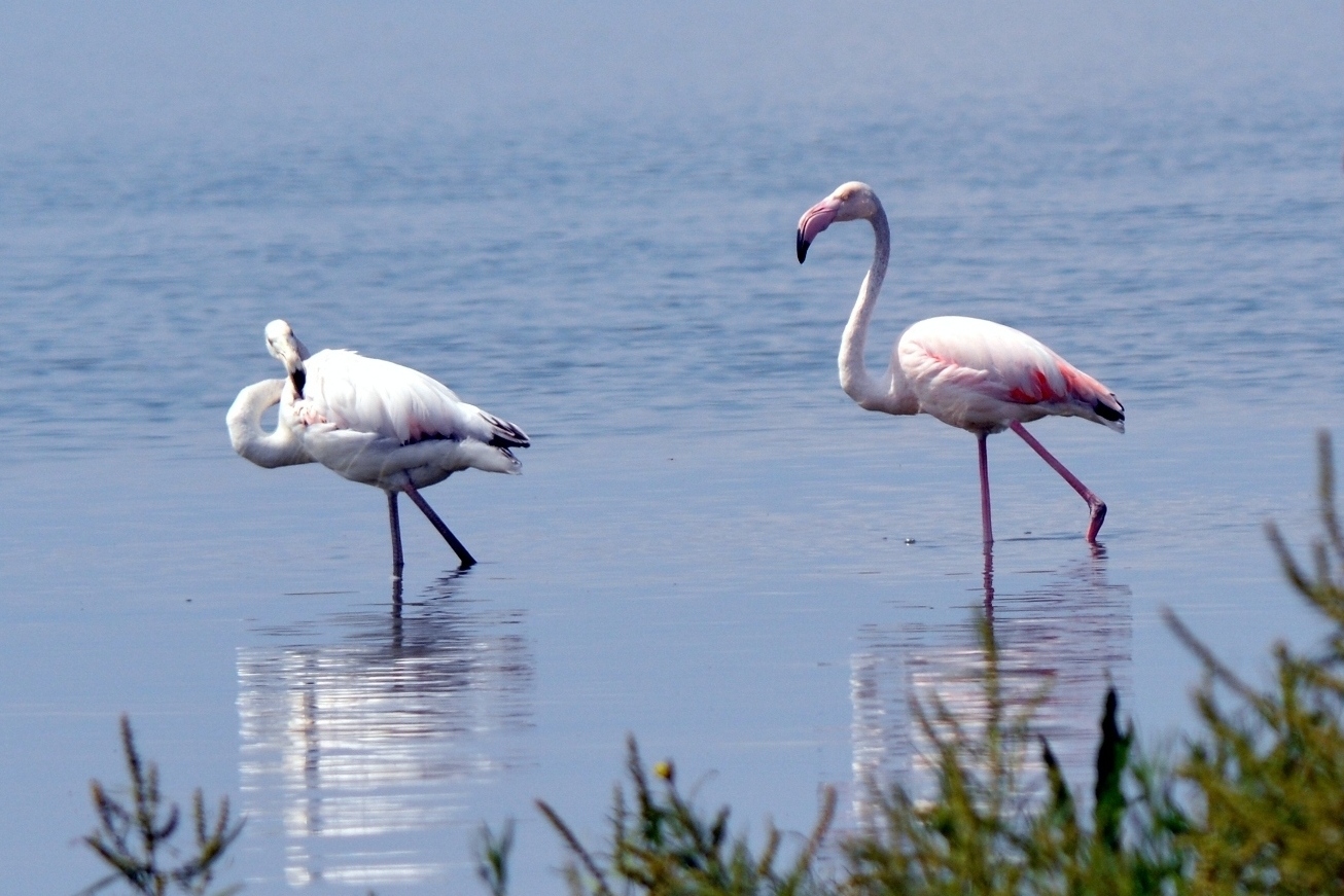 Flamingo » Greater Flamingo » Phoenicopterus roseus