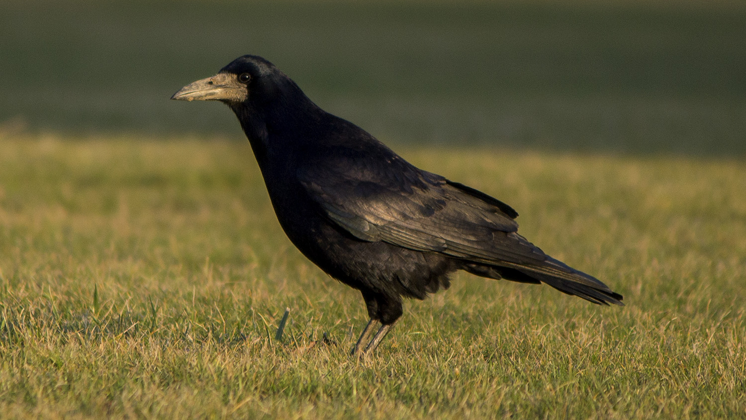 Ekin kargası » Rook » Corvus frugilegus