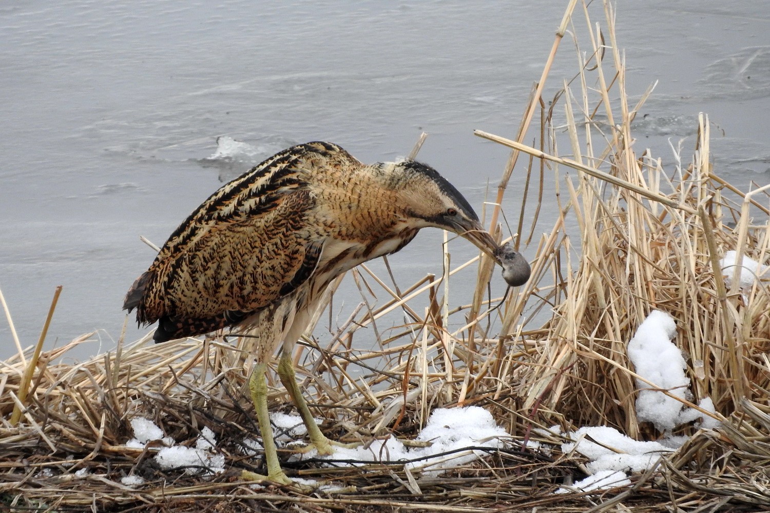Balaban » Eurasian Bittern » Botaurus stellaris