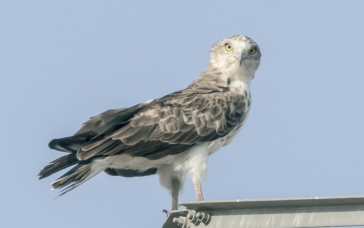 Yılan kartalı » Short-toed Snake Eagle » Circaetus gallicus