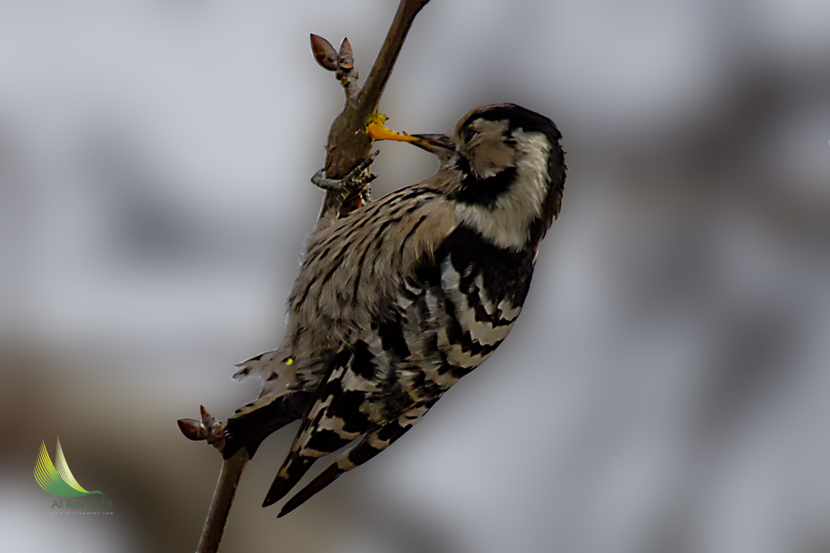 Küçük ağaçkakan » Lesser Spotted Woodpecker » Dryobates minor
