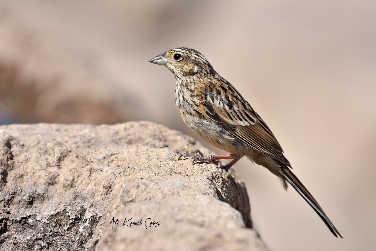 Kaya kirazkuşu » Rock Bunting » Emberiza cia