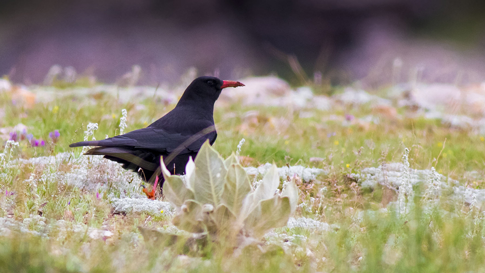Kırmızıgagalı dağ kargası » Red-billed Chough » Pyrrhocorax pyrrhocorax