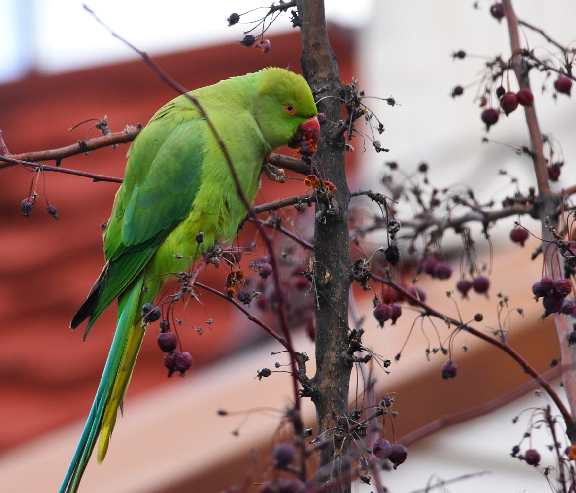 Yeşil papağan » Rose-ringed Parakeet » Psittacula krameri