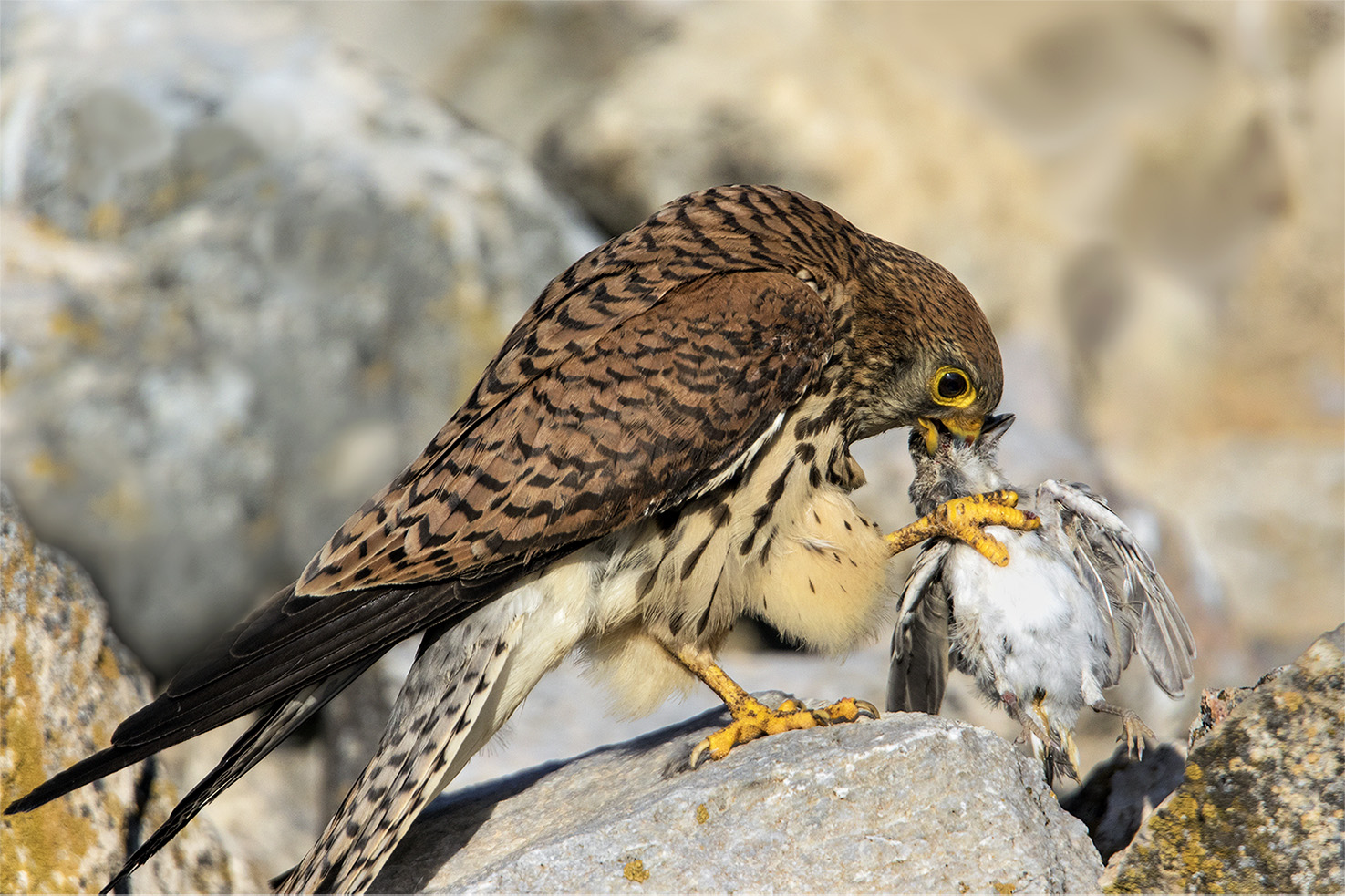 Küçük kerkenez » Lesser Kestrel » Falco naumanni