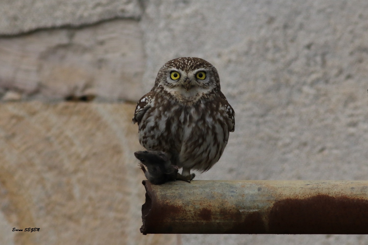 Kukumav » Little Owl » Athene noctua