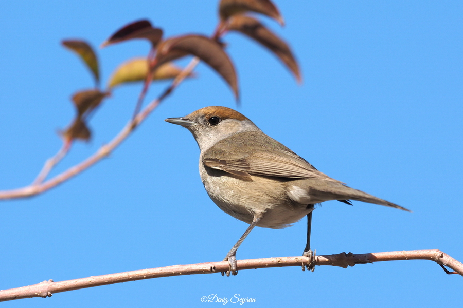 Karabaşlı ötleğen » Eurasian Blackcap » Sylvia atricapilla
