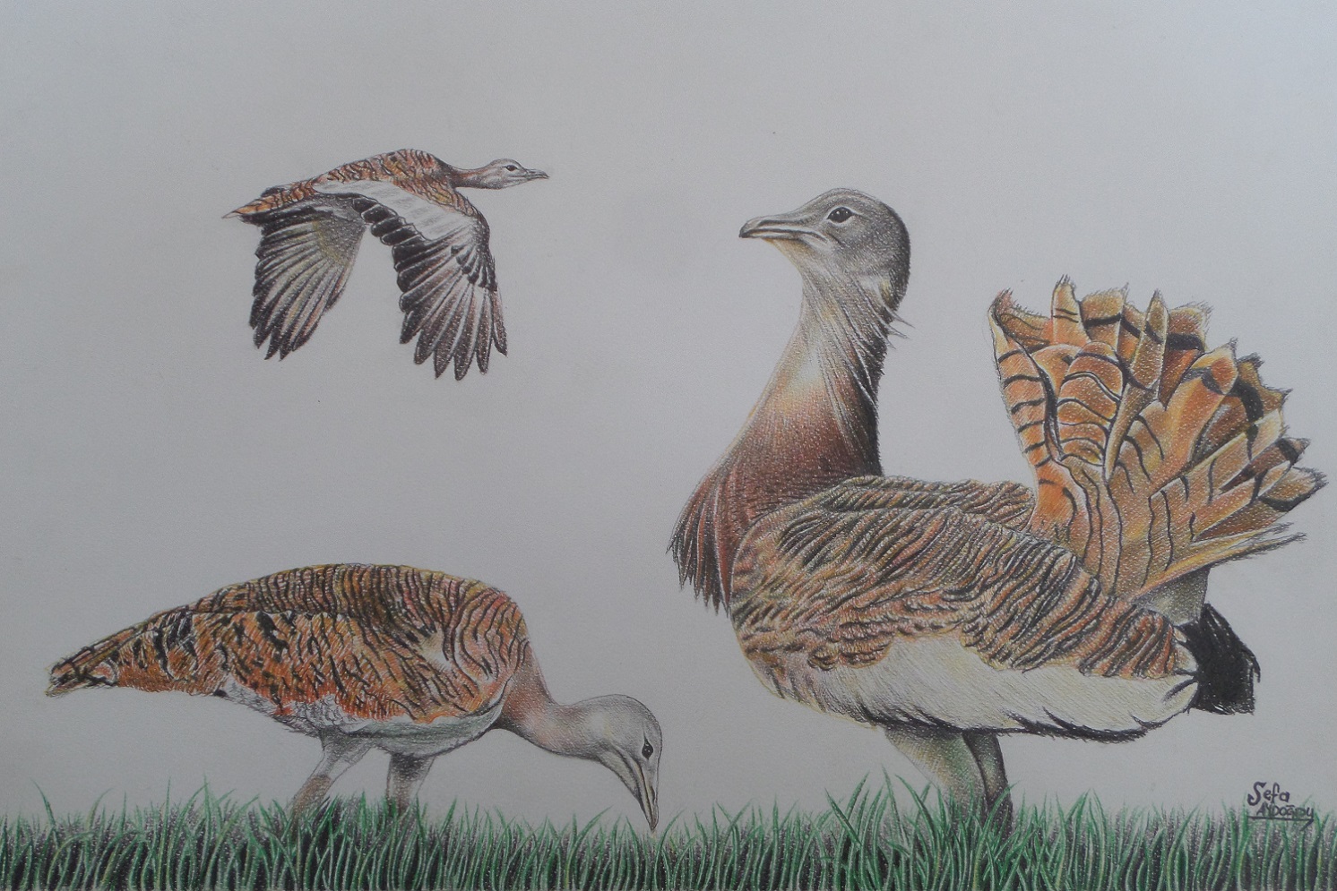 Toy » Great Bustard » Otis tarda