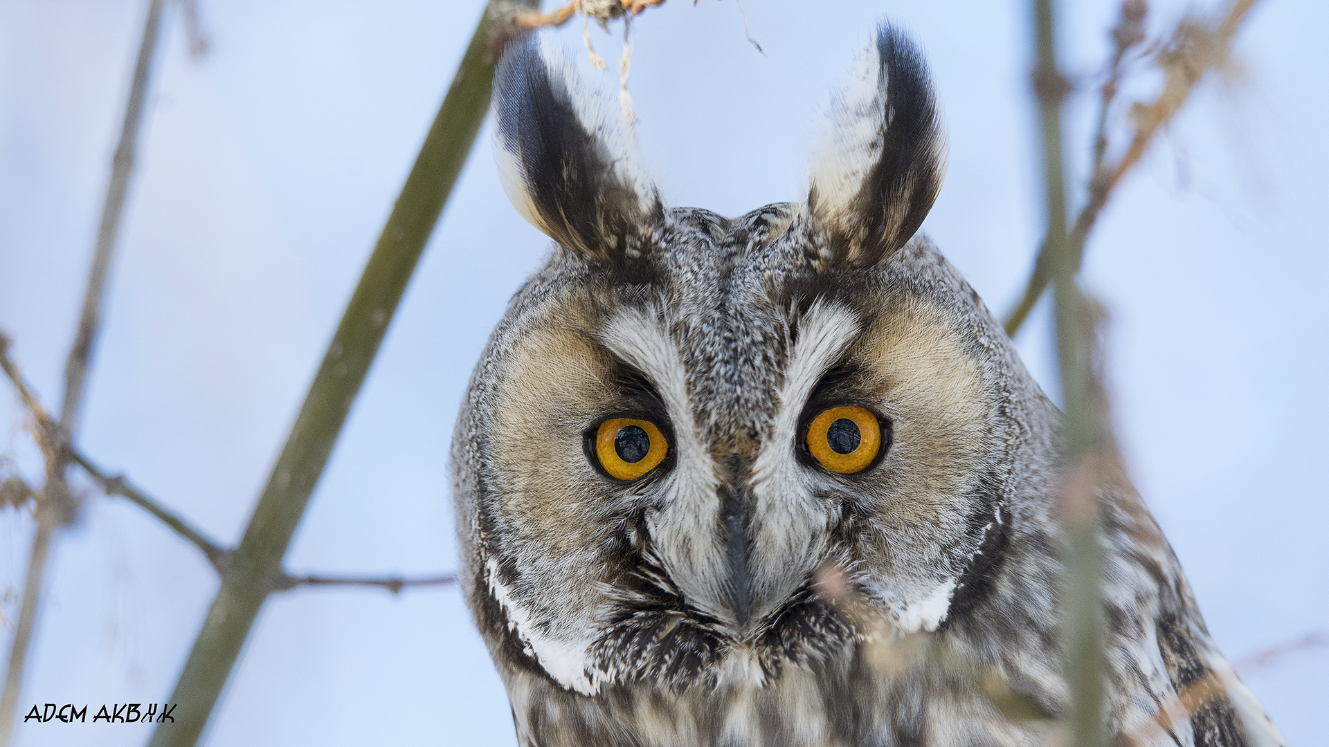 Kulaklı orman baykuşu » Long-eared Owl » Asio otus