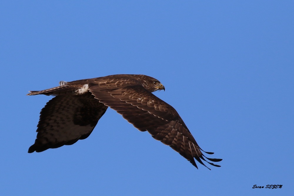 Şahin » Common Buzzard » Buteo buteo