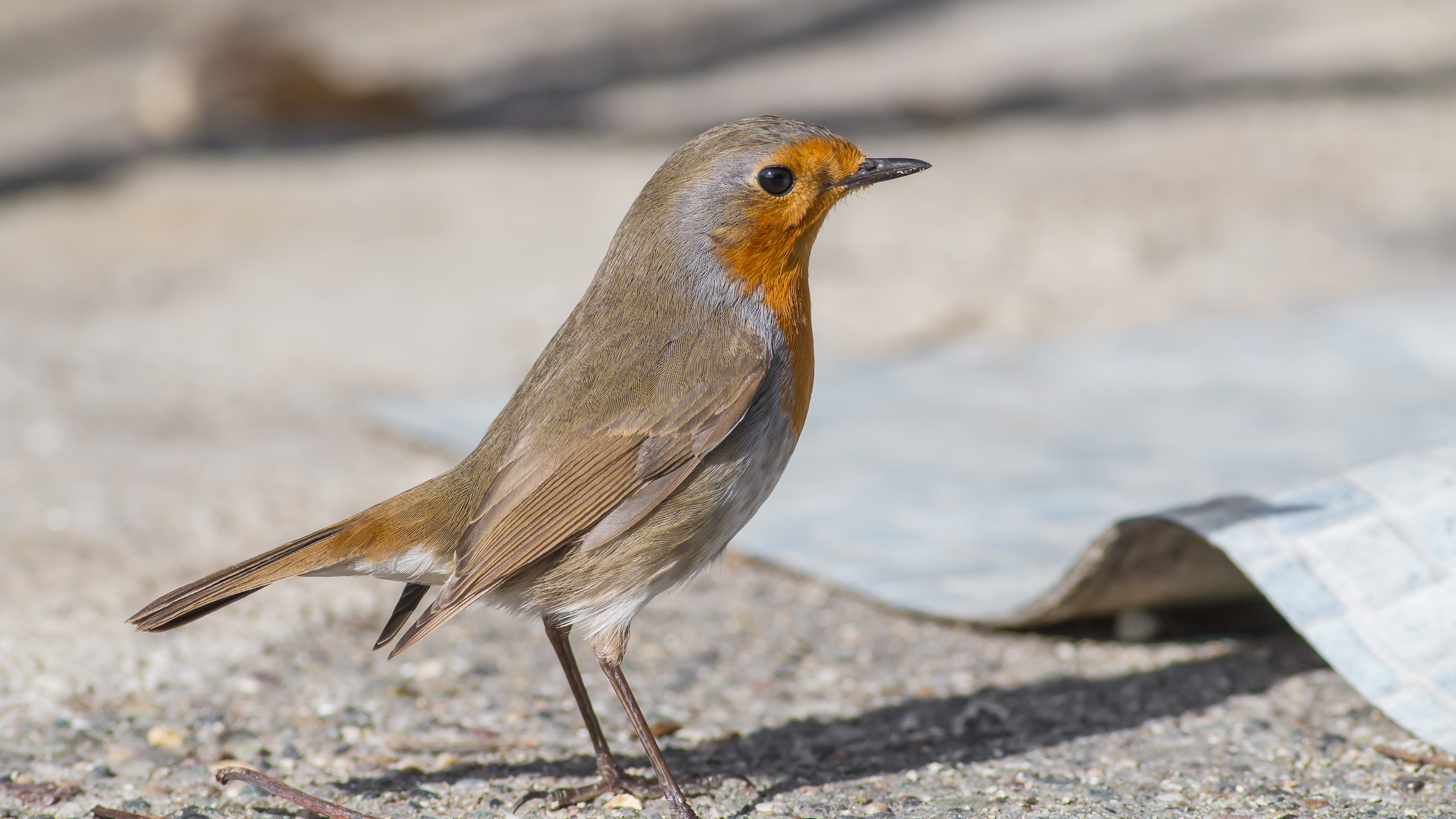 Kızılgerdan » European Robin » Erithacus rubecula